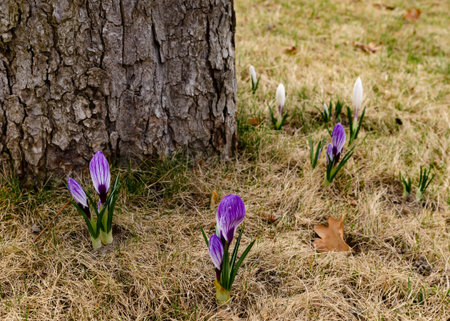 purple crocuses are not yet blossoming flowers that grow on the lawn in the garden near the trees