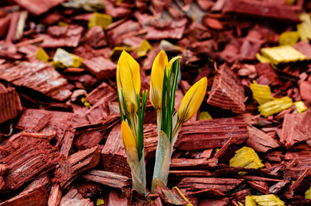 yellow crocuses are not yet blossoming flowers that grow in a flowerbed strewn with red chips