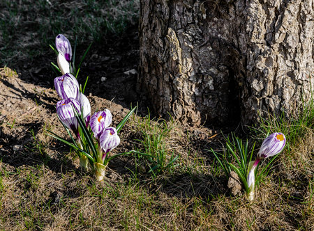 purple crocuses are not yet blossoming flowers that grow on the lawn in the garden near the trees
