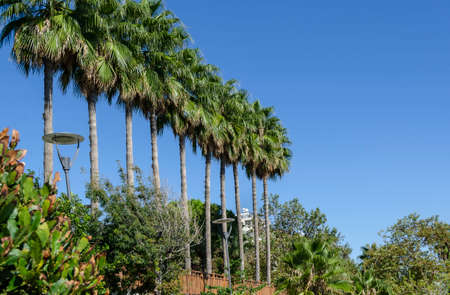 Waterfall Duden at Antalya, Turkey - nature travel background, amazingly beautiful row of palm treesの写真素材