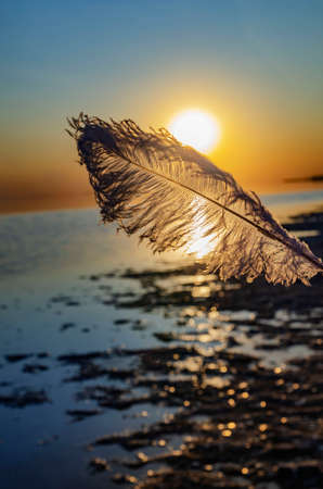 silhouette of an ostrich feather against the setting sun on a pink lake beautiful feather drawing nice backgroundの写真素材