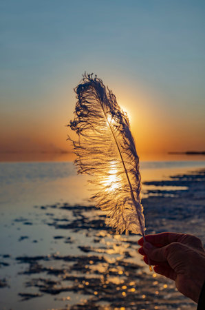 silhouette of an ostrich feather against the setting sun on a pink lake beautiful feather drawing nice backgroundの写真素材