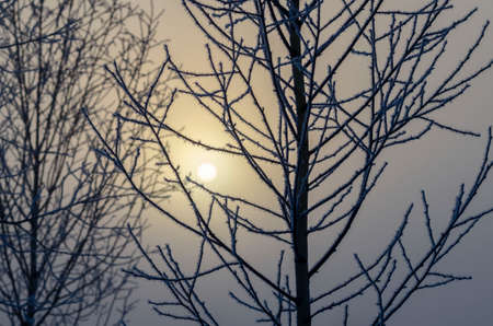 disc of the sun at sunrise is visible through the branches of trees in the mountainsの写真素材