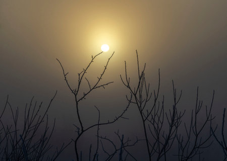 disc of the sun at sunrise is visible through the branches of trees in the mountainsの写真素材