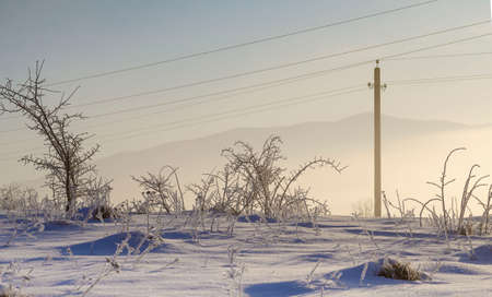 winter fog dried flowers and shrubs on the hill morning silence in the mountains minimalismの写真素材