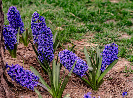 Large flower bed of blooming blue geocyntsの写真素材