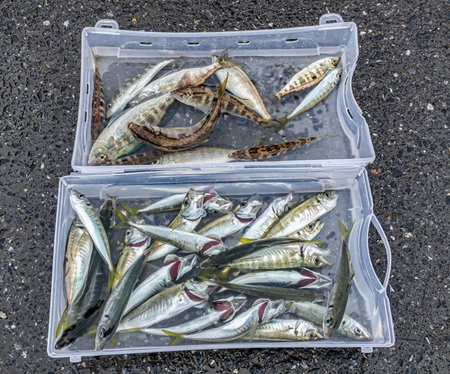 catch of freshly caught fish in a bucket of water