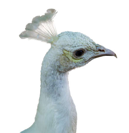 White peacock head on white background isolatedの写真素材