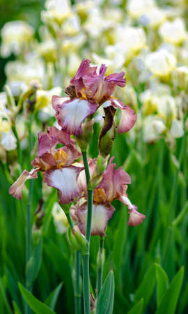 Irises beautiful flowers that bloom in early summer delight the eye bloom in the gardenの写真素材