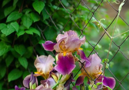 Irises beautiful flowers that bloom in early summer delight the eye bloom in the garden