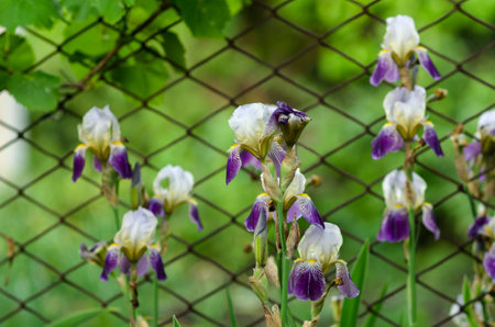 Irises beautiful flowers that bloom in early summer delight the eye bloom in the gardenの写真素材