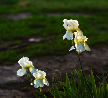 Irises beautiful flowers that bloom in early summer delight the eye bloom in the garden
