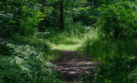 an overgrown road in the forest forms a kind of tunnel mystical mood the sun of spruce makes its way...