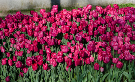purple tulips are very beautiful in the flower bed will be a good backgroundの写真素材