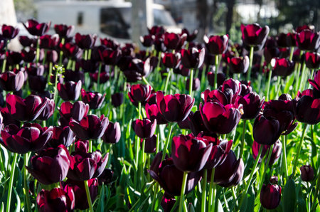 dark burgundy almost black tulips, very beautiful in a flower bed, will be a good backgroundの写真素材