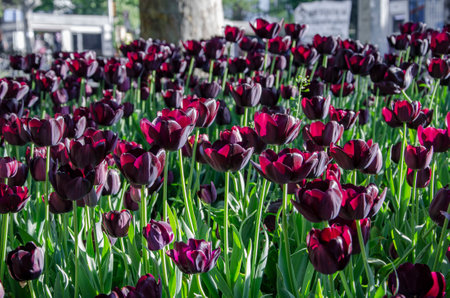 dark burgundy almost black tulips, very beautiful in a flower bed, will be a good backgroundの写真素材
