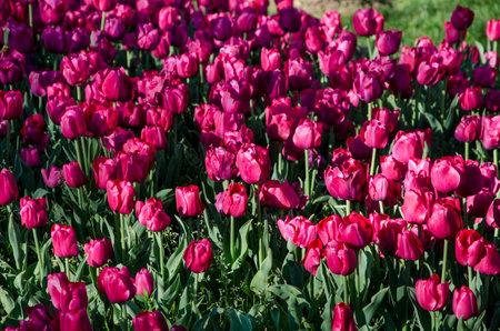 purple tulips are very beautiful in the flower bed will be a good backgroundの写真素材