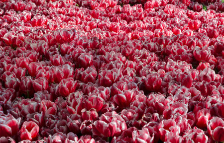 purple tulips are very beautiful in the flower bed will be a good backgroundの写真素材