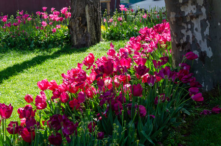 purple tulips are very beautiful in the flower bed will be a good backgroundの写真素材