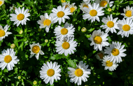 white daisies close-up on a sunny day good background for a postcardの写真素材