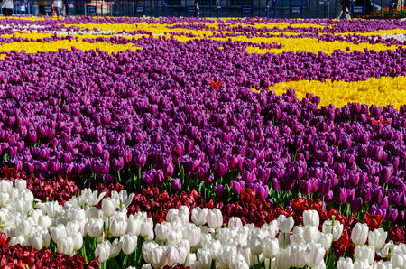 amazingly beautiful carpet of tulips of different colors good background use for postcards.の写真素材