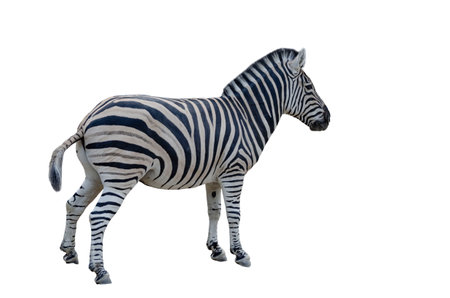 zebra isolated on white background good for collagesの写真素材