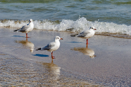 Seagulls on the shores of the Chorny Sea are peacefully pacing the coast of a close -up -gradeの写真素材