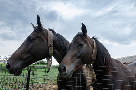 beautiful double portrait of horses close up in the farm no people.の写真素材