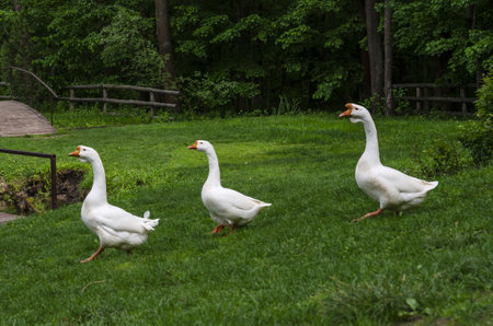 geese near the pond walk in single file to the water green grass.の写真素材