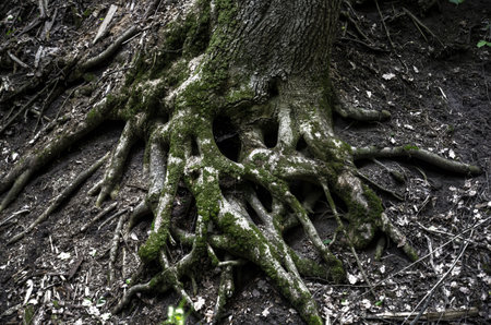 tree roots close-up on a dark background nice background.の写真素材