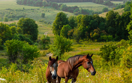 amazing summer landscape in Ukraine hilly area covered with trees and bushes in the foreground two bay horsesの写真素材