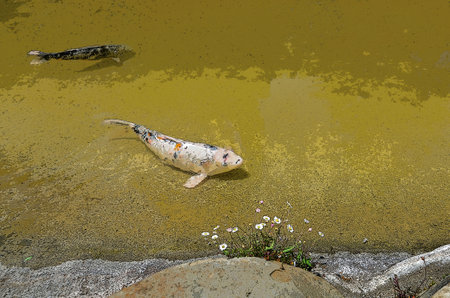 fish in a pond near the shore there is a place for textの写真素材