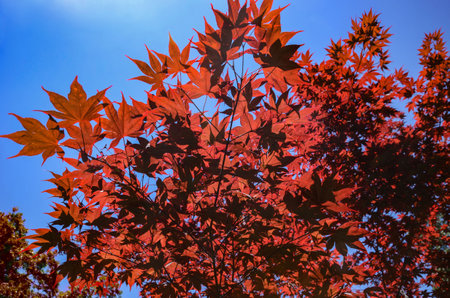 USA California May 2023 Hakone Estate and Gardens in Saratoga red leaves of trees against the blue skyの写真素材