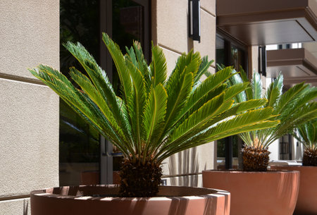 USA California Los Angeles Playa Vista May 7 2023 small palm tree in a flowerpot.の写真素材