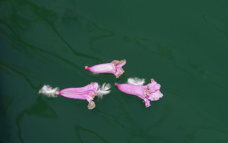 USA California Los Angeles Playa Vista May 8 2023 fallen flowers on the waterの写真素材