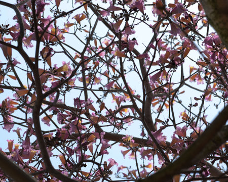 USA California Los Angeles Playa Vista May 8 2023 branches of flowering trees against the background of the sky in pastel colors.の写真素材