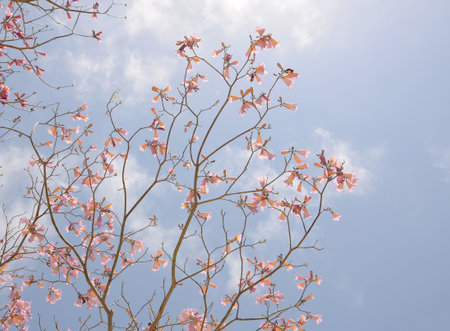 USA California Los Angeles Playa Vista May 8 2023 branches of flowering trees against the background of the sky in pastel colors.の写真素材