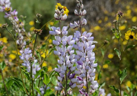 USA California Los Angeles Playa Vista May 8 2023 blooming lupine in the meadow.の写真素材