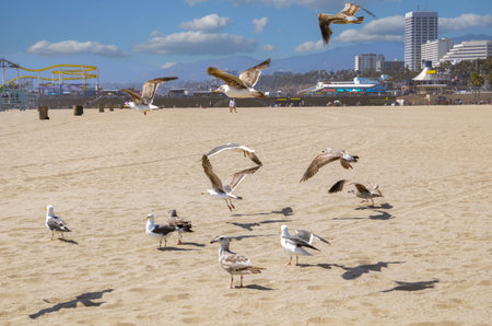 USA California Los Angeles Santa Monica District May 13, 2023 View of the beach with a concrete bike path in Santa Monica from the pierの写真素材