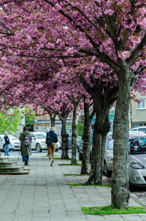 branch of cherry blossoms stunning breath of springのeditorial素材
