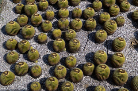 Cacti with a greenish-yellow hue, tightly grouped together. Each cactus has pronounced vertical ridges and is covered in small spines, giving them a textured appearanceの写真素材