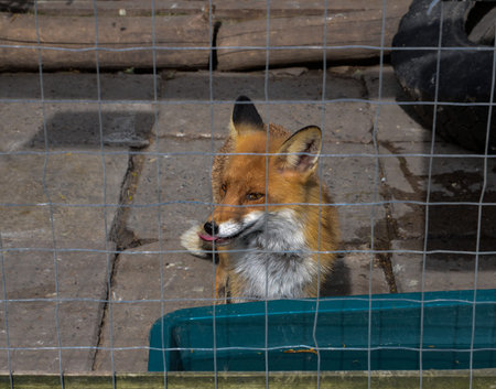 red fox with black ears and white bib in a cage at the zoo