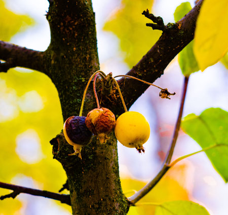 Three paradise apples on a tree branch, two wrinkled and one fresh, yellow, against a background of...