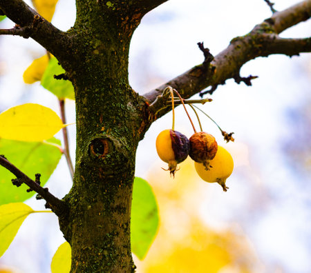 Three paradise apples on a tree branch, two wrinkled and one fresh, yellow, against a background of blurred green and yellow foliage, creating a contrast with the fruits.の写真素材