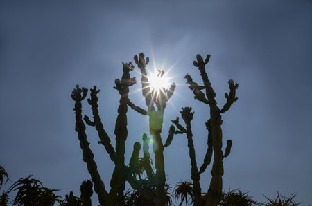 trunks cactus close-up well-developed structure of the cactus through the cacti the backlight from the sun breaks throughの写真素材