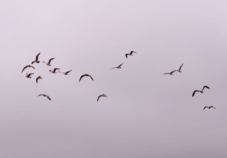 a flock of birds soars in free flight against a cloudy skyの写真素材