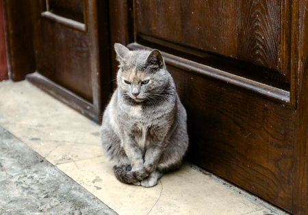 gray cat calm majestic sits near the front door on the streetの写真素材