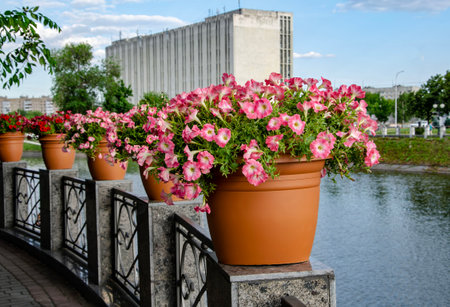 vases with petunia flowers are located along the parapet along the river in the city.の写真素材