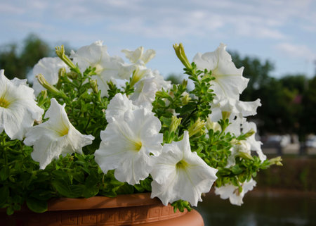 vases with white petunia flowers are located along the parapet against the sky.の写真素材