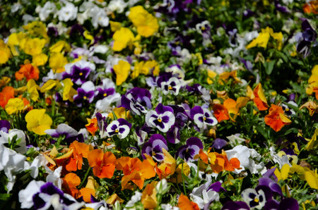 background of pansies flowers all over the photo space is a good background for holiday cards.の写真素材